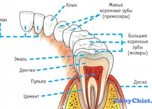 Зубы&nbsp;&mdash; сколько их у детей иу взрослых?
