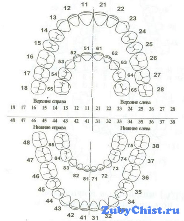 Нумерация зубов в стоматологии